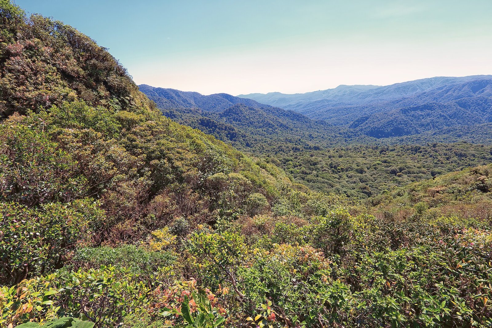 Bosque nuboso de Monteverde entre la niebla