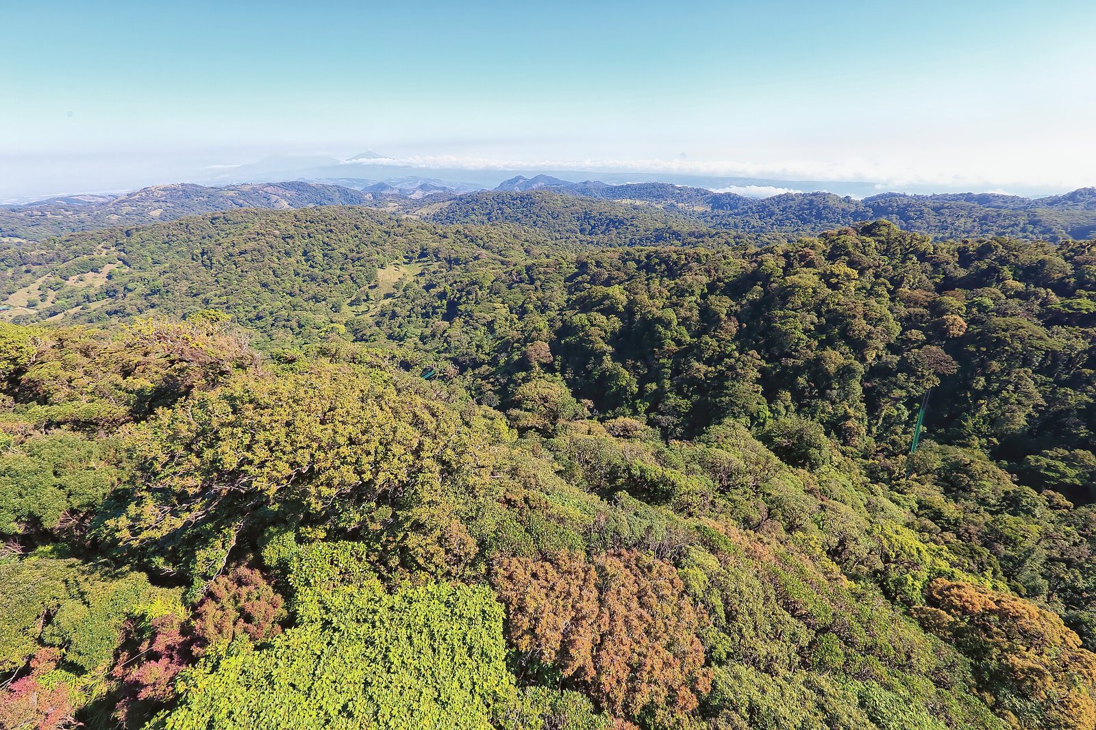 Dosel del bosque nuboso de Monteverde visto desde el canopy