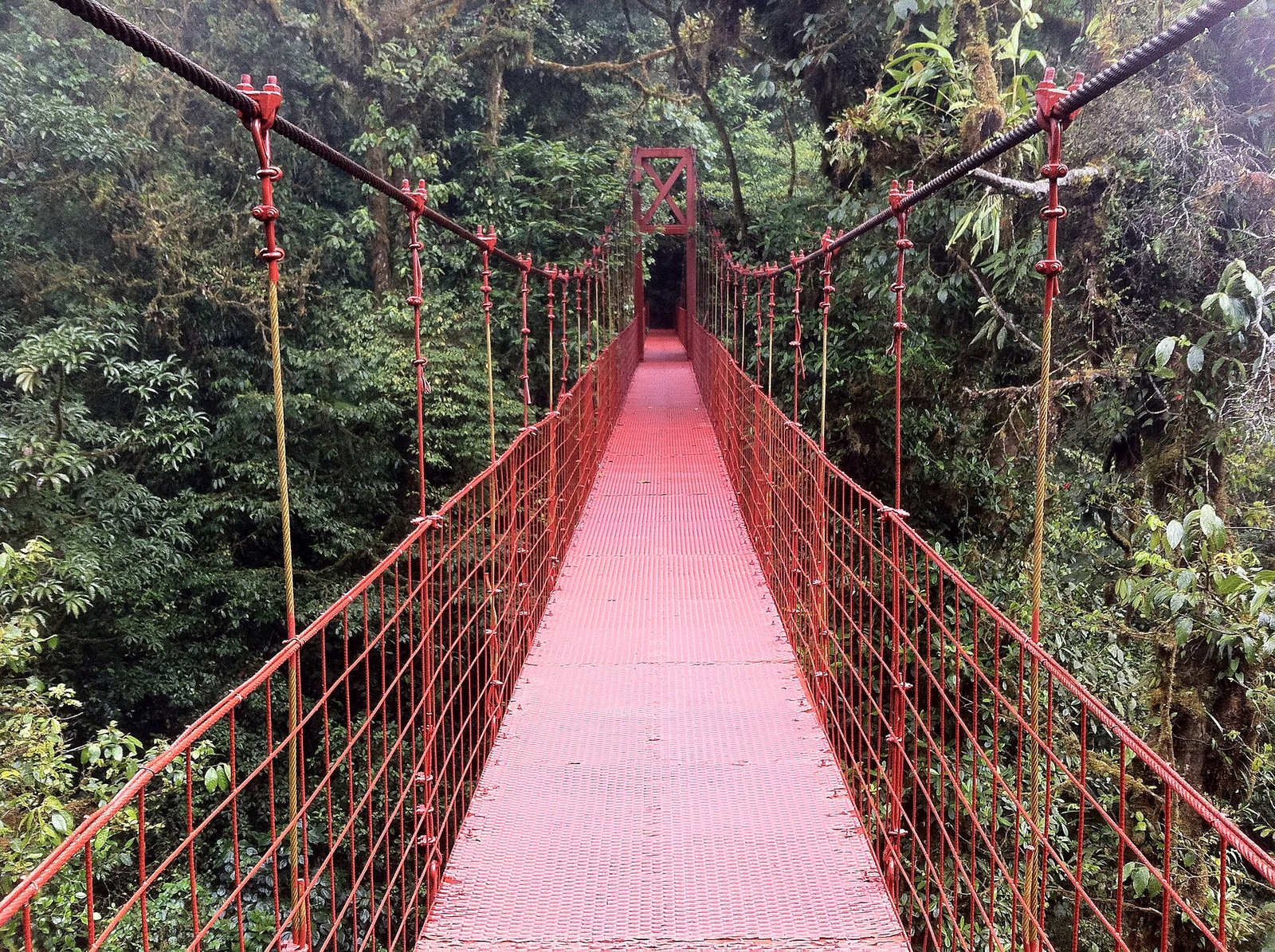 Puente colgante en el bosque