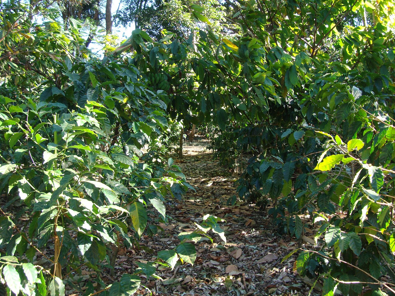 Granos de café