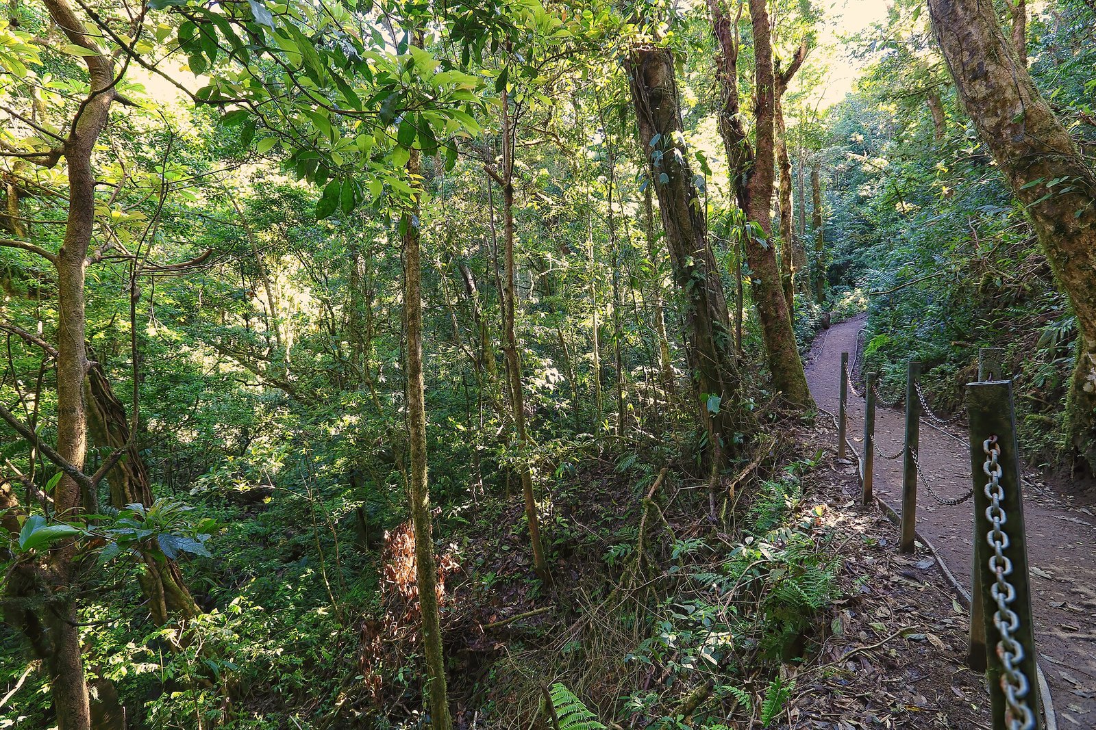 Sendero en el bosque