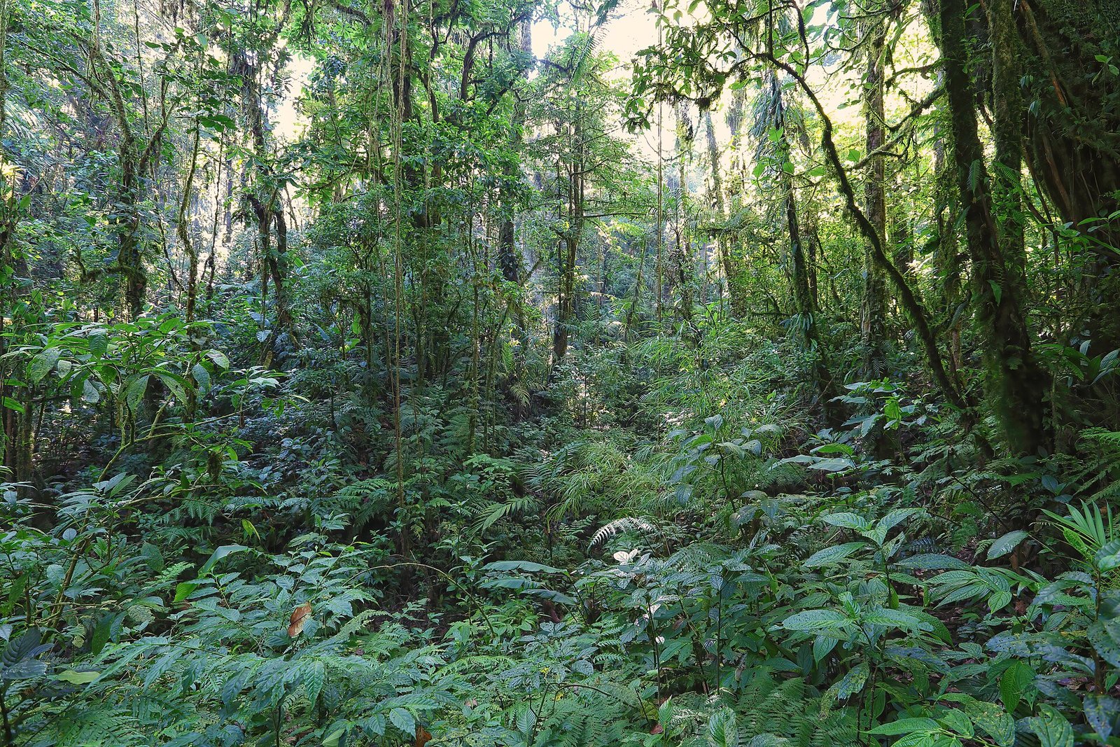 Bosque nuboso alrededor del lodge