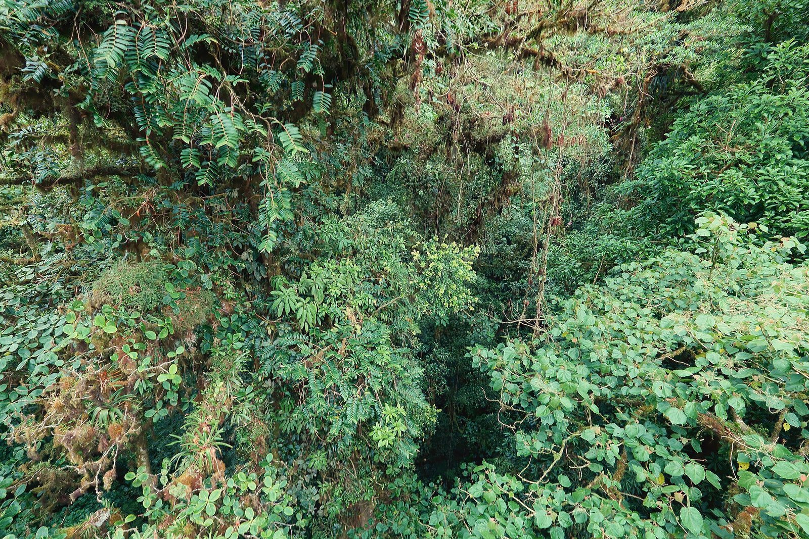 Dosel del bosque nuboso de Monteverde