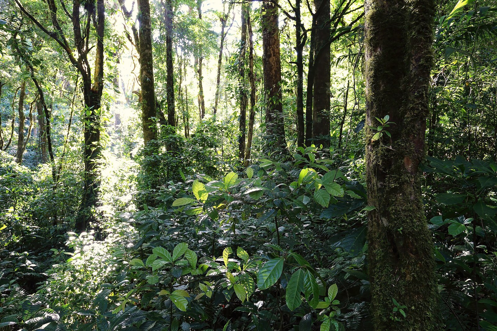 Interior del bosque en la Reserva de Monteverde