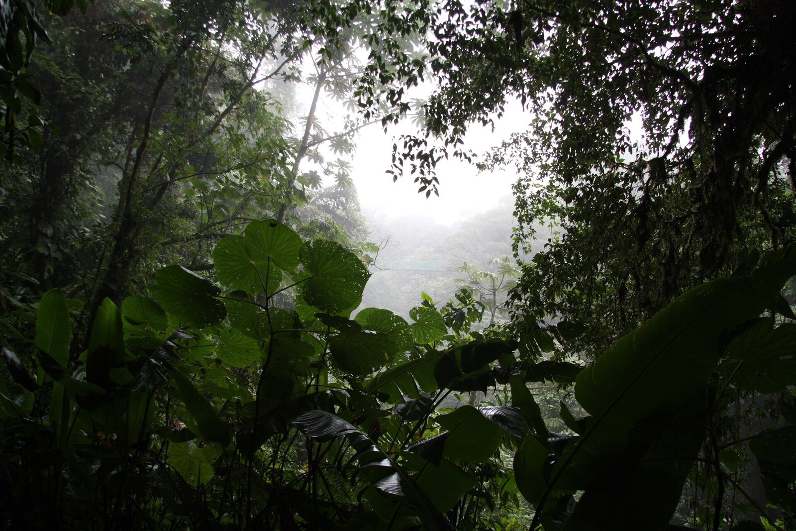 Bosque nuboso entre la niebla, Monteverde