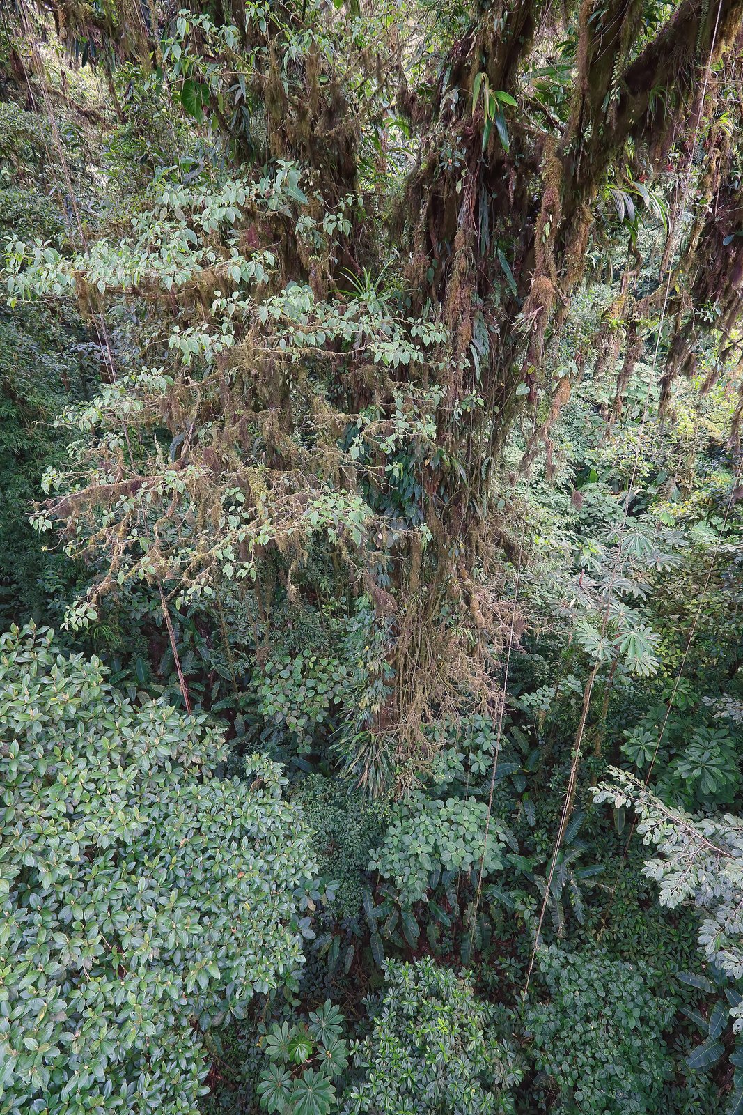 Bosque con niebla