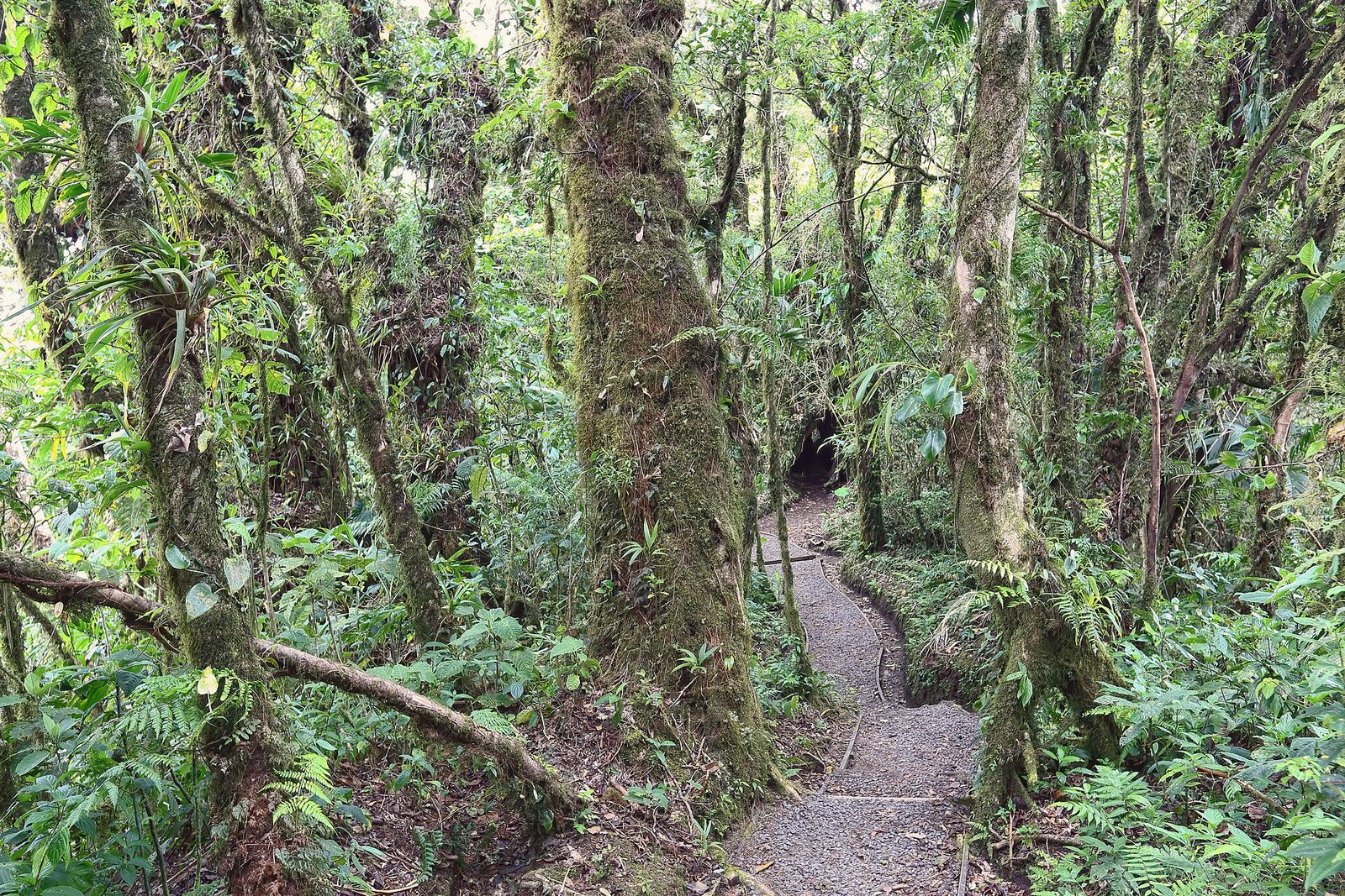 Sendero neblinoso