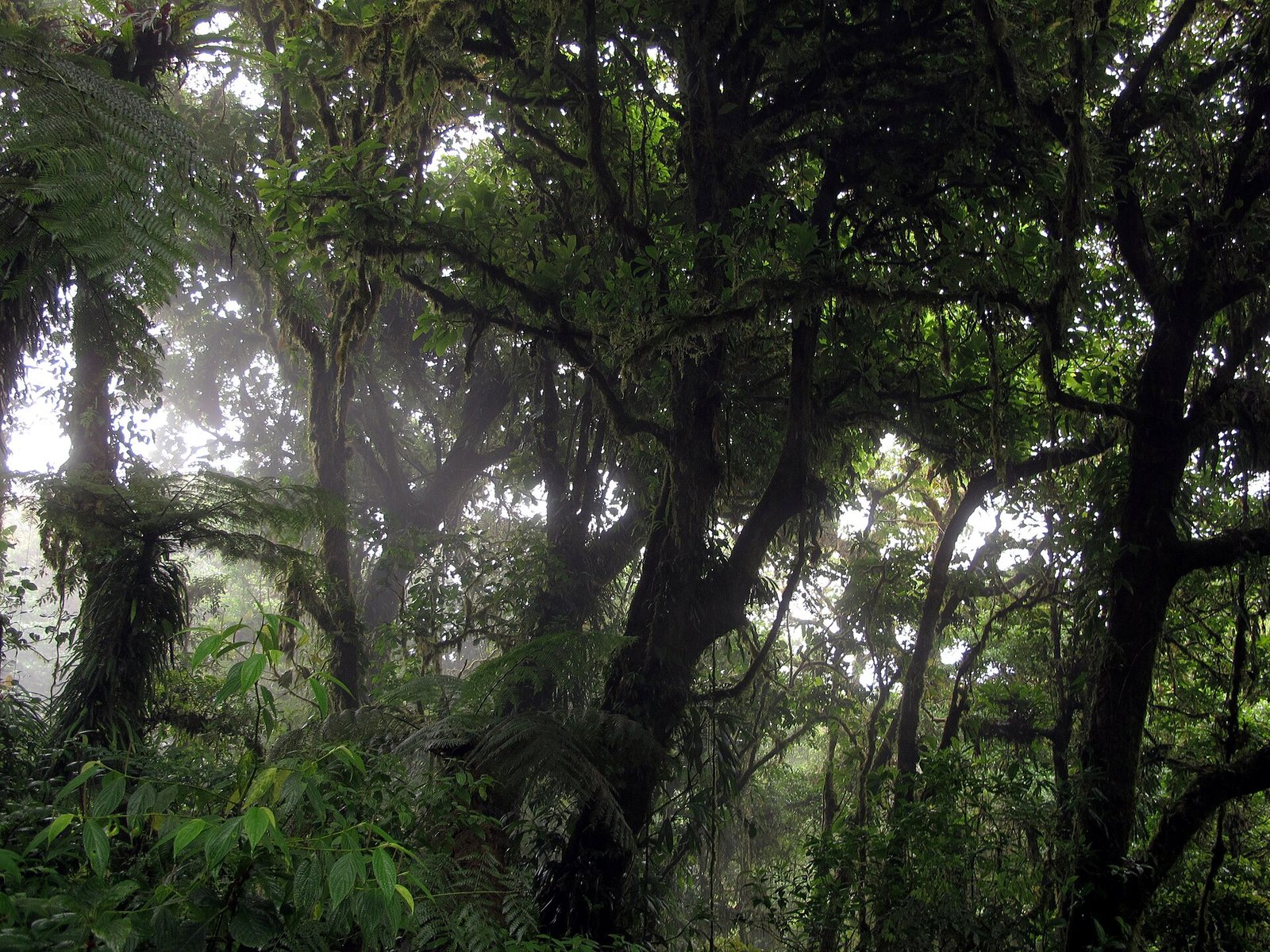 Bosque nuboso de Monteverde cubierto de musgo