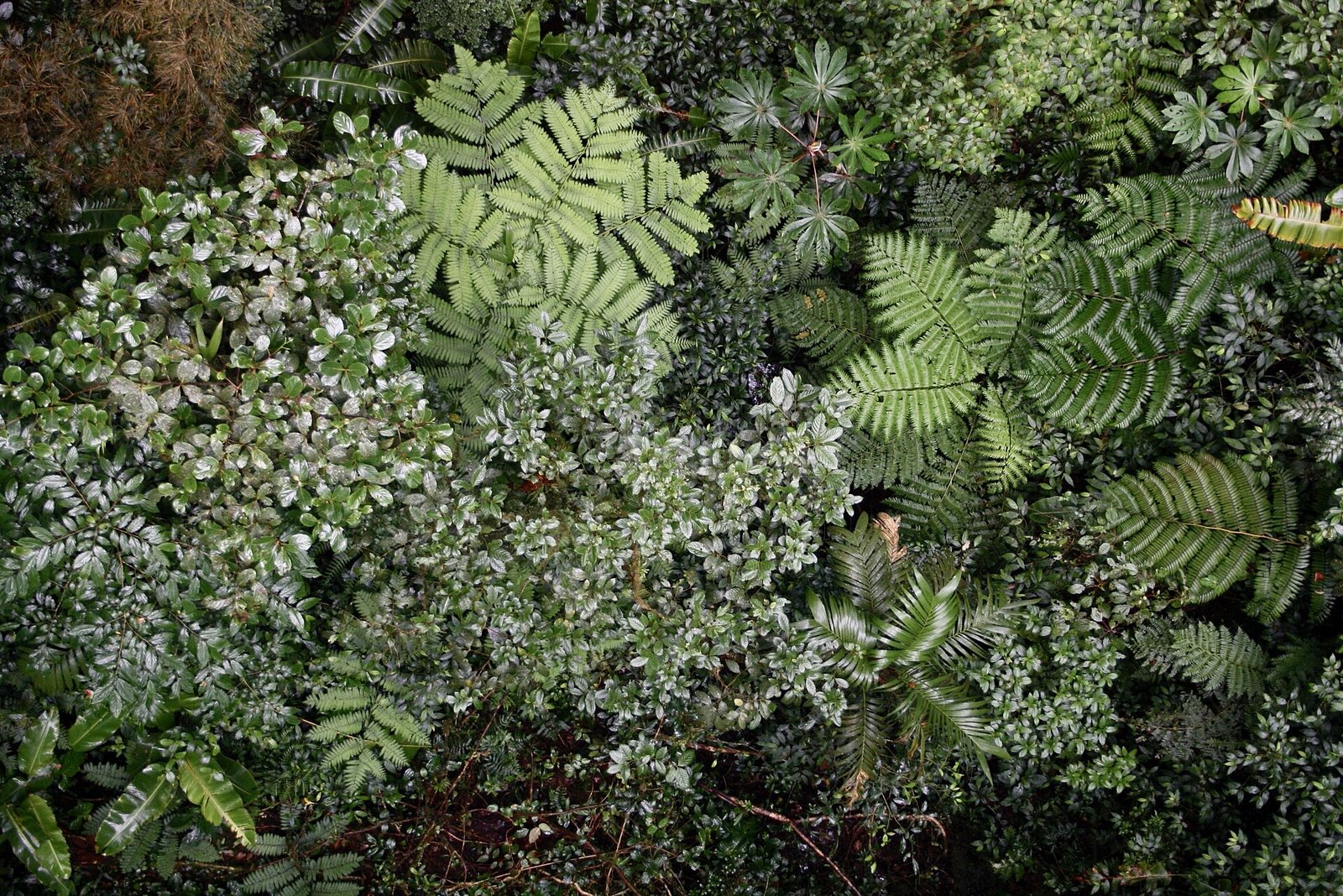 Valle verde