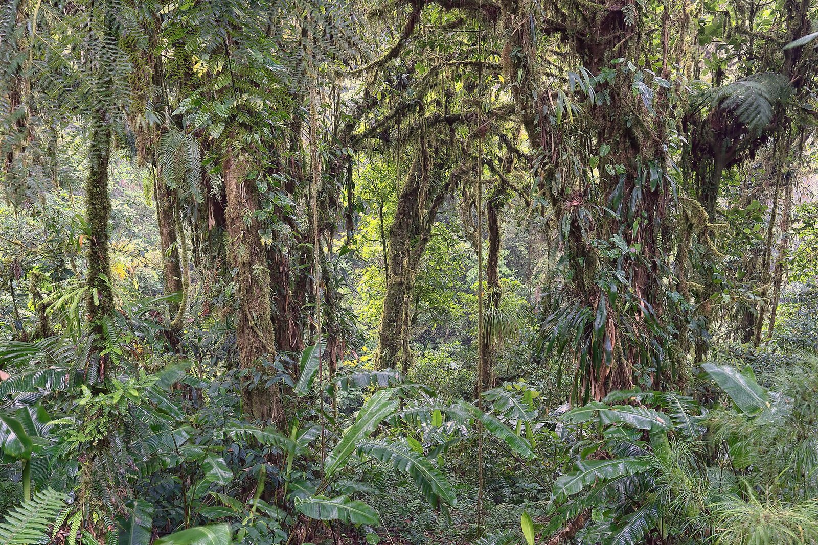El bosque nuboso alrededor del lodge